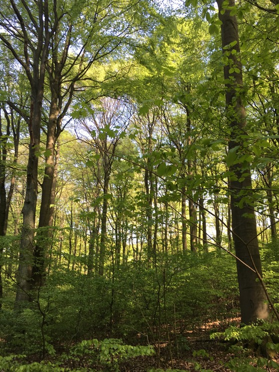 20160505_132941268_iOS