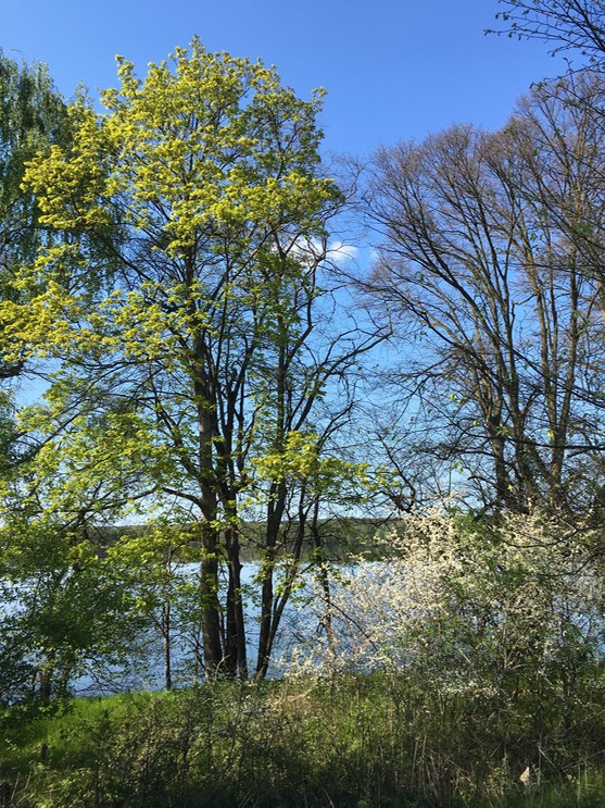 20160505_144258175_iOS