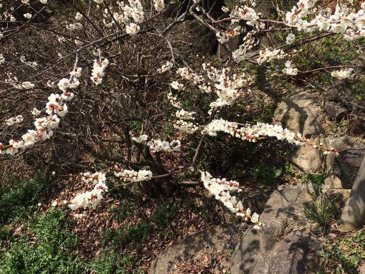 Photo 22-03-2015 12 40 51