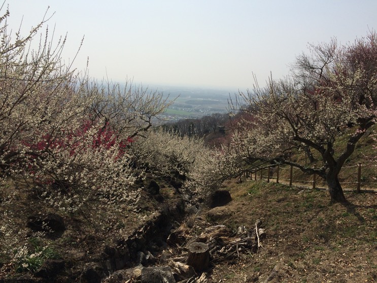 Photo 22-03-2015 12 54 21